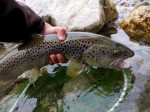 Gasper Trziska bistrica web31