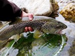 Gasper Trziska bistrica web31