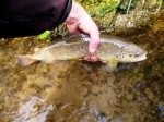 Gasper Trziska bistrica web7