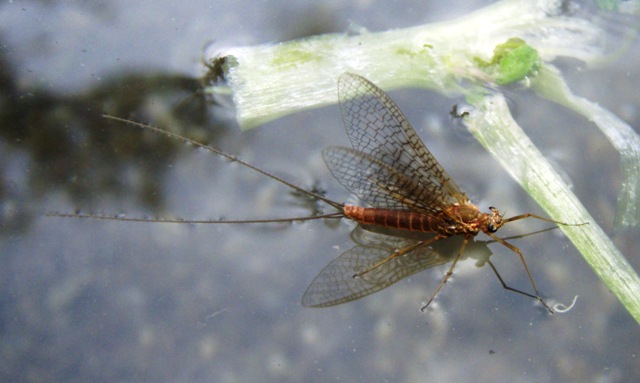 Rhitrogena prelac koji je tek sleteo sa uspravnim krilima web