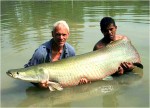 1-arapaima