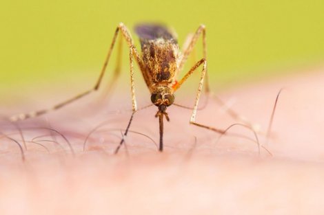 Najopasnije biće na zemlji – komarac