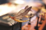 Efemera danica web