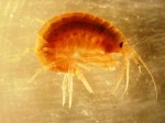 Gammarus web