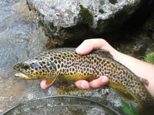 Potocara valerio web