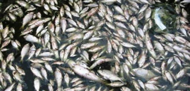 Masovni pomor ribe na jezeru Ćelije
