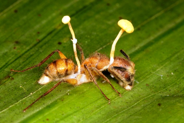 kordiceps-mrav web