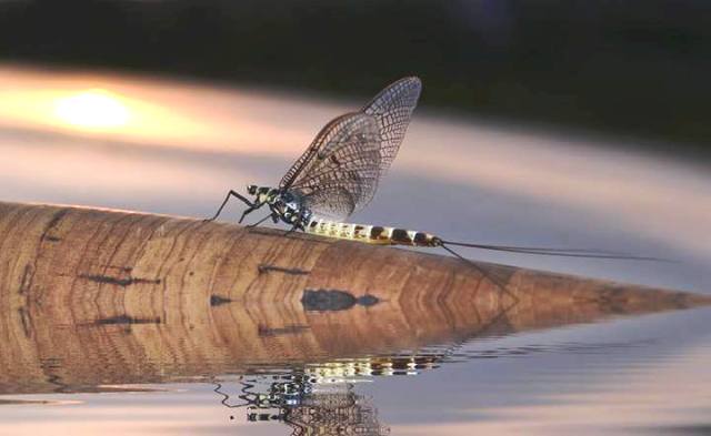 majska web