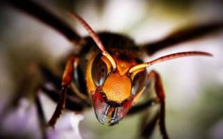 Japanski divovski stršljen