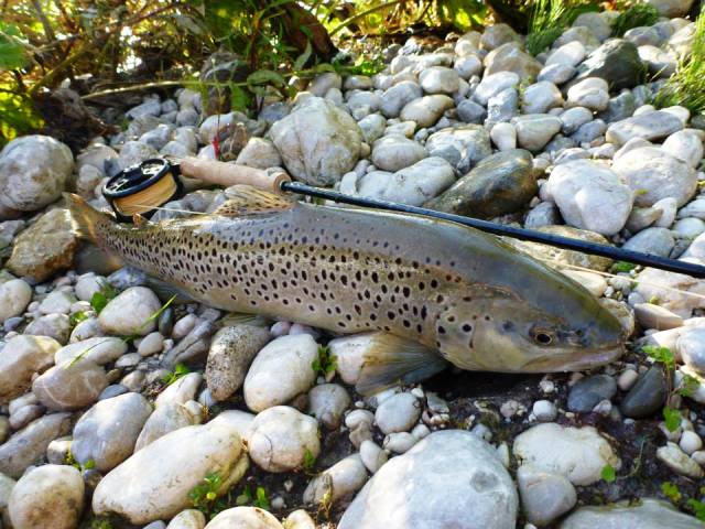 potocna jezernica web1