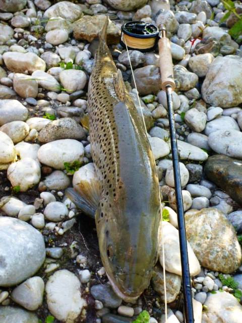 potocna jezernica web4