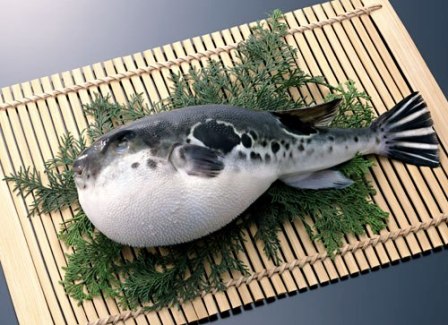 Fugu – najotrovnija riba na svetu