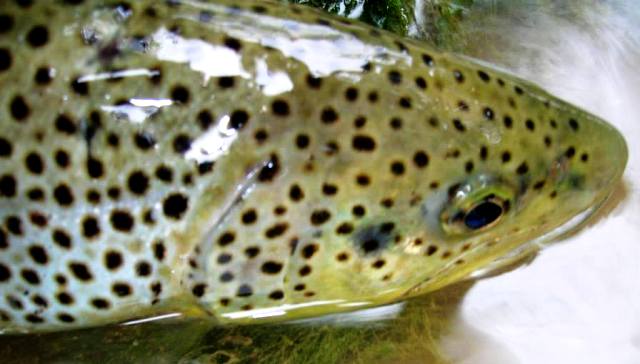 pastrmka web6