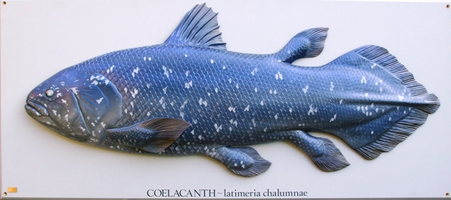 Coelacanth latinski web