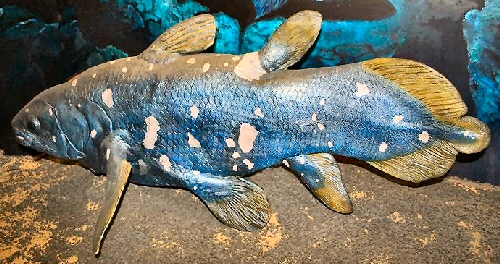 coelacanth pod vodom