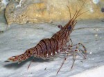 kozica web0