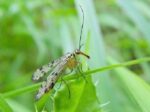 mecoptera2