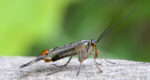 mecoptera3