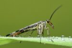 skorpija monster-animals-3