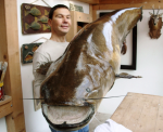 Dunavski-som-oko-120kg-web.png