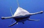 hammerhead-shark_04