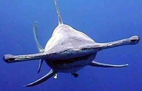 hammerhead-shark_04