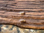 nimfe-Drina-web.JPG