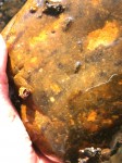 nimfe-Drina-web1.JPG