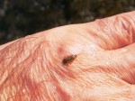 nimfe-Drina-web3.JPG