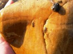 nimfe-Drina-web4.JPG