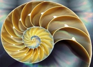 Nautilus web