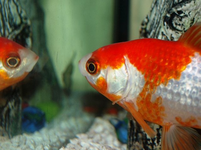 Kako zlatne ribice reaguju na ogledalo?