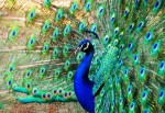paun 1web