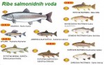 Ribe salmonidnih voda Srbija