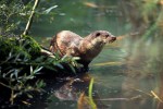 Lutra lutra  glänzendbraun,Schwimmh.kl.Ohren  Fischotter, am Ufer stehend, über Wasser blickend, Spiegelung, SA, QF