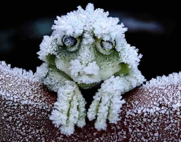 Žaba koja se zaista smrzne!