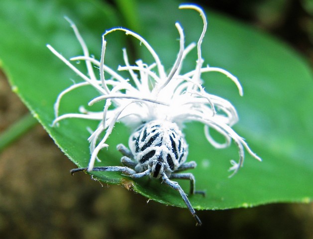 flatidae-nymph