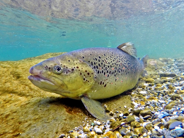 DCIM101GOPRO