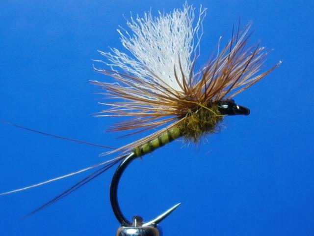 11079362_823415981065807_7803997422565859280_n