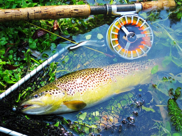 BrownTrout_Bistra_FlyFishing_01 web