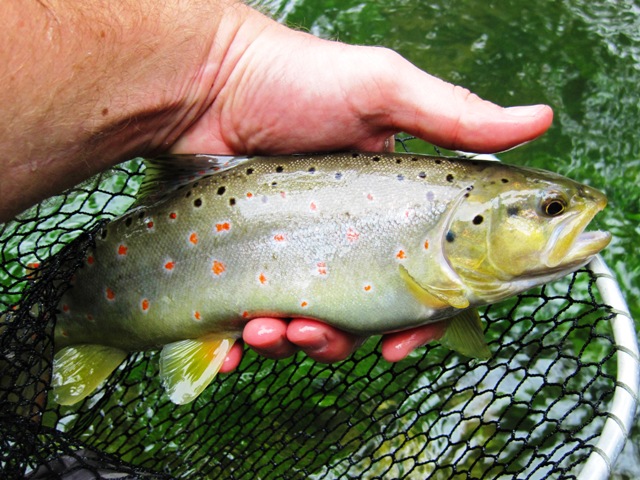 BrownTrout_Bistra_FlyFishing_02 web