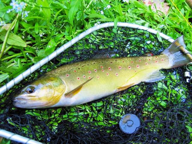 BrownTrout_Ljubija_FlyFishing_01 web