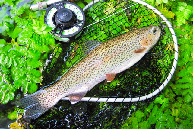 RainbowTrout_Bistra_FlyFishing_01 web