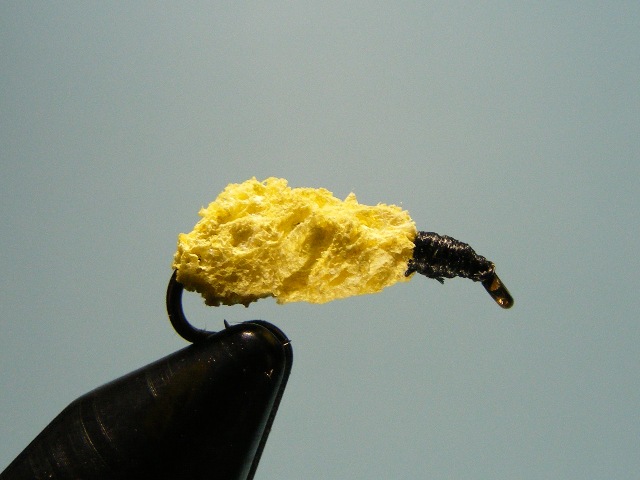 1.-Larva od zute spuzve web