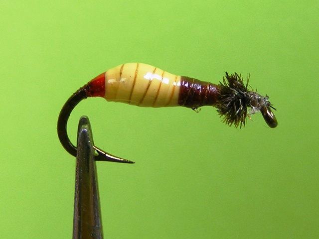 10.-Zuto-braon larva od balona web