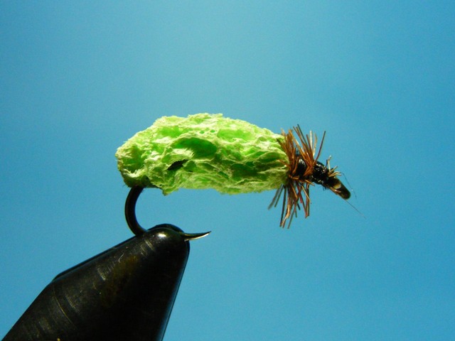 2.- Larva od zelena spuzve web