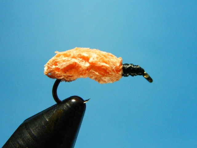 3.-Larva od narandzaste spuzve web