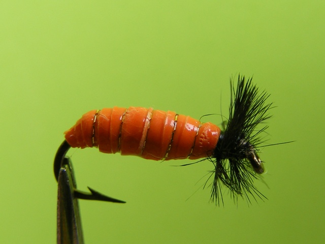 7.-Narandzasta larva od balona web