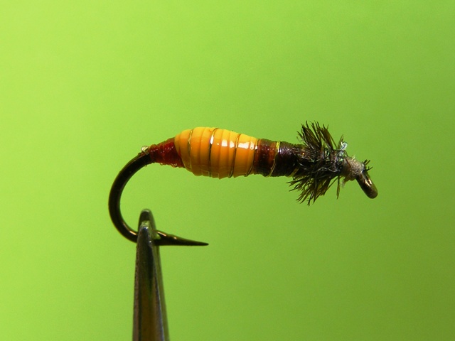 8.-Okerzuto-braon larva od medicinskog drena web