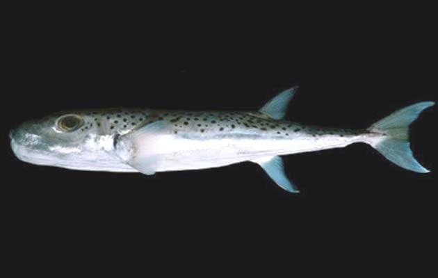 Hrana opasna po život – riba Blaasop